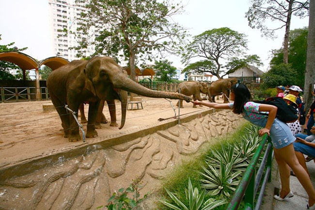 Vườn Bách Thú Hà Nội Có Mở Cửa Không? Gallery 1