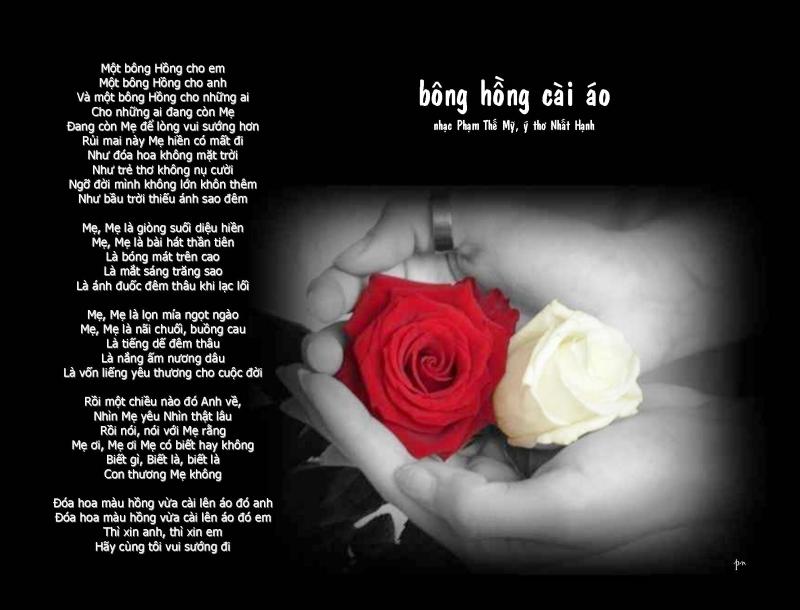Lời Bài Hát Bông Hồng Cài Áo Gallery 2