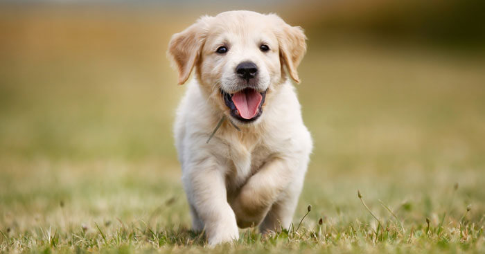Mọi điều cần biết về loài chó