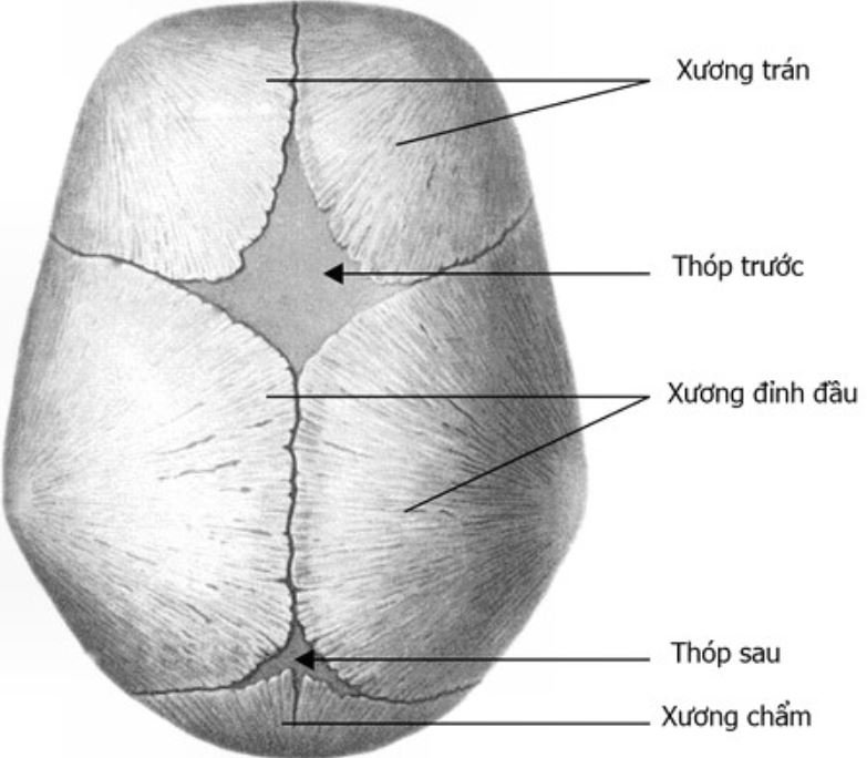 Thóp trước và thóp sau đóng khi nào?