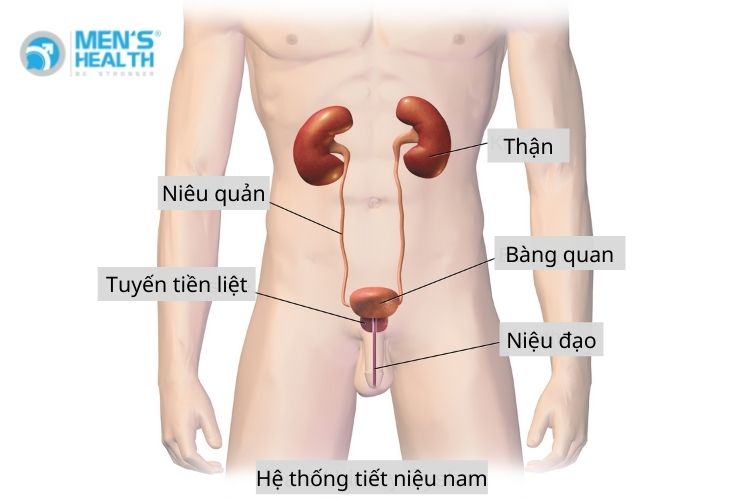 Thủ Dâm Gây Suy Thận? Sự Thật Về Mối Liên Hệ
