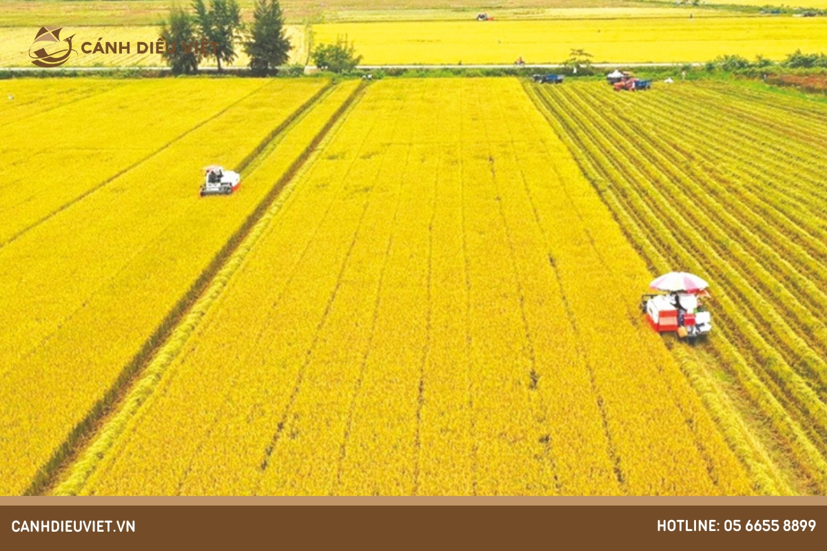 Thu hoạch lúa vào tháng mấy?