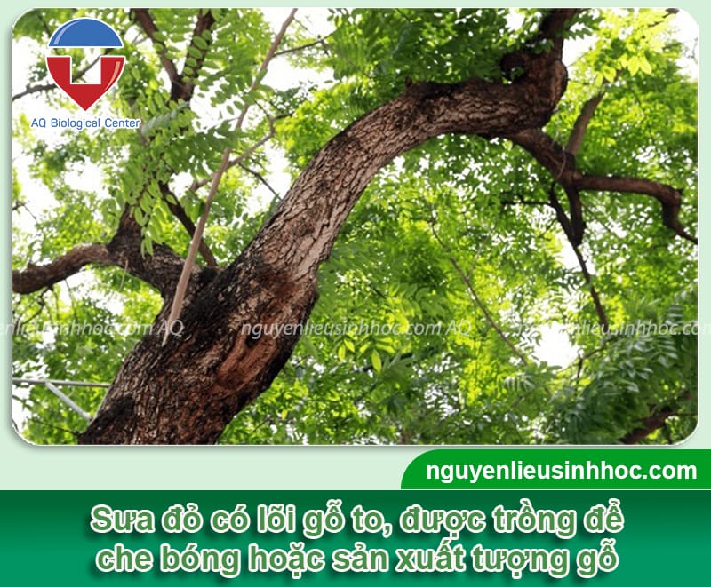 Trồng Sưa Đỏ Bao Nhiêu Năm Thu Hoạch? Gallery 2