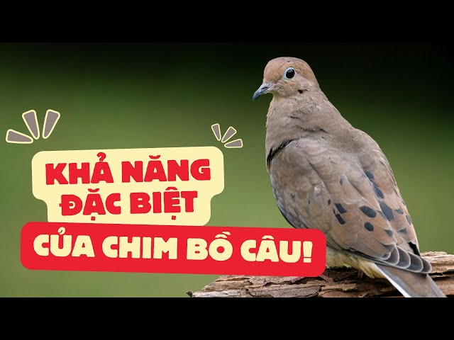 Cách Dụ Bồ Câu Về Nhà Hiệu Quả Gallery 2