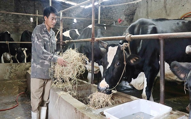 Chăn nuôi bò sữa ở Trung du và miền núi Bắc Bộ gần đây được phát triển chủ yếu do đâu? Gallery 1