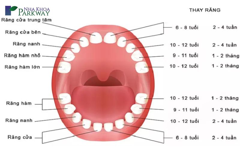 Rụng răng số mấy? Gallery 1