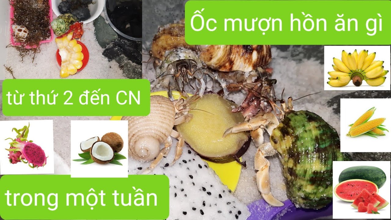 Con Ốc Mượn Hồn Ăn Gì? Gallery 1