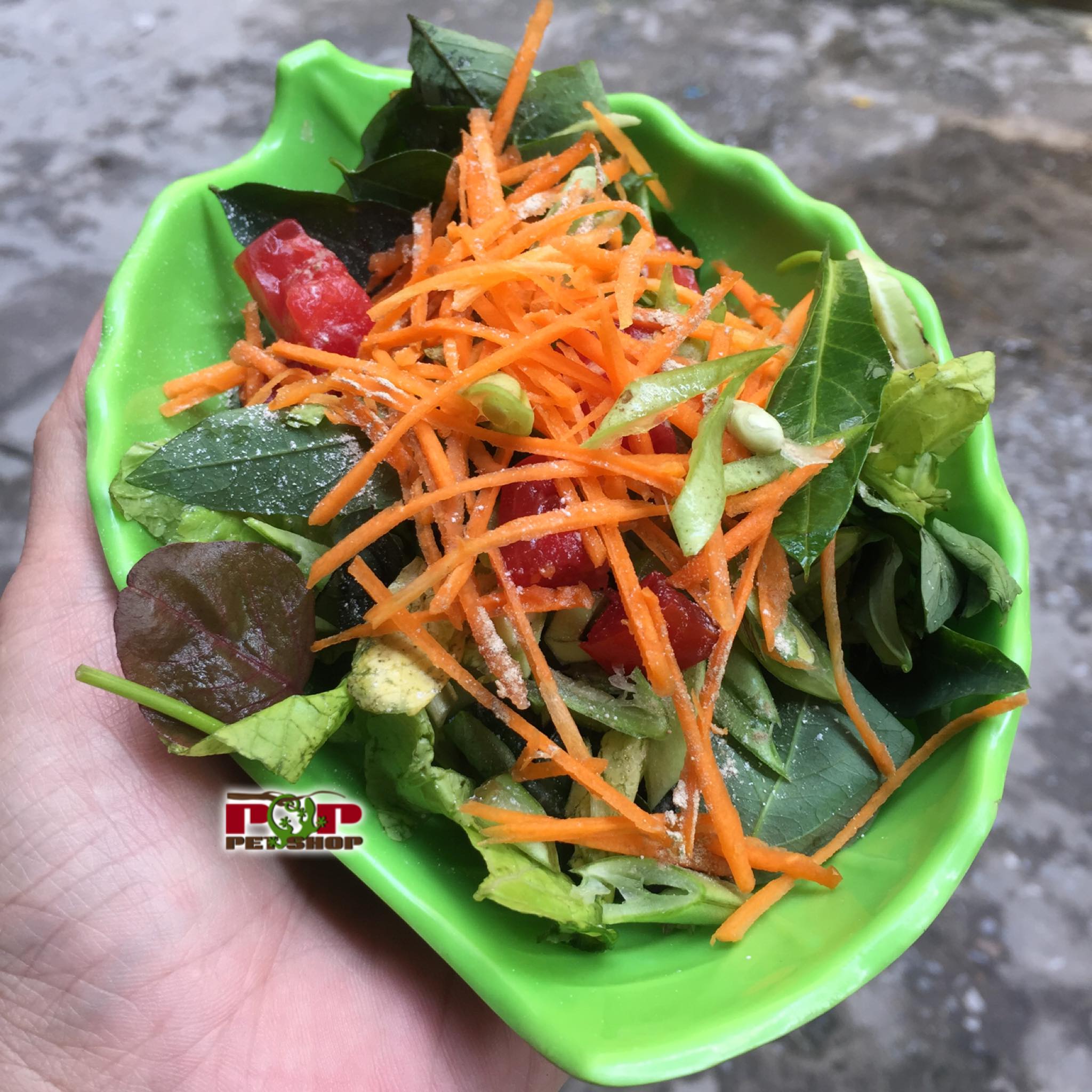 Rồng Nam Mỹ Ăn Gì? Gallery 1