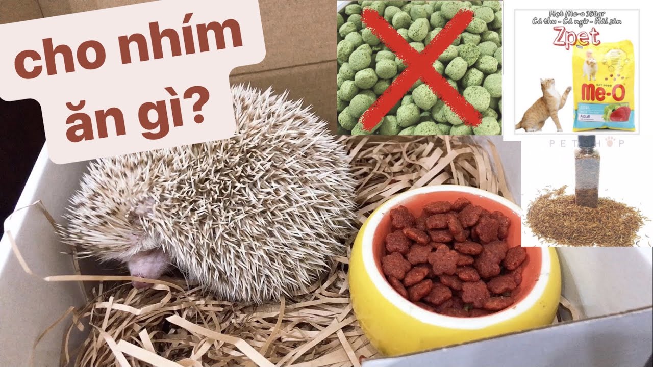 Nhím cảnh ăn gì? Gallery 2