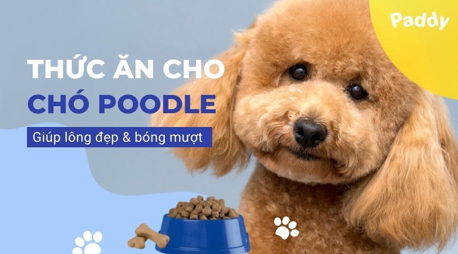 Chó Poodle Ăn Gì? Gallery 2