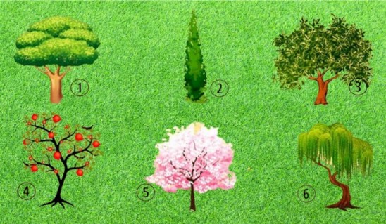 Thực hành đọc tính cách của cây