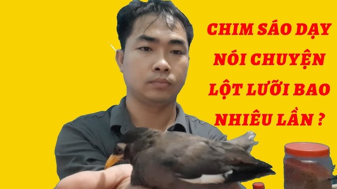Chim Sáo Nói Chuyện: Sự Thật Và Huyền Thoại Gallery 2