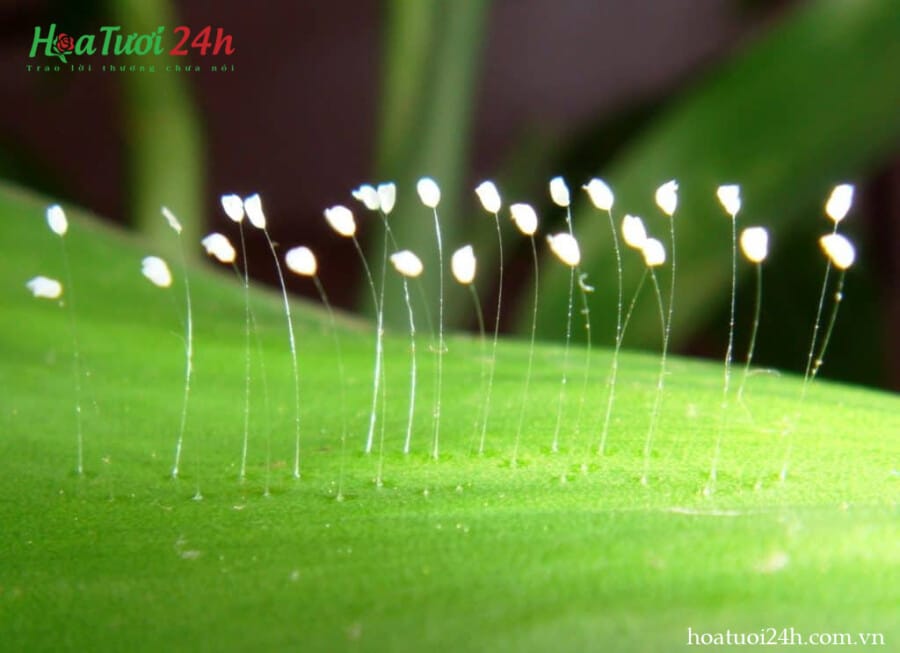 Hoa Gì Ngàn Năm Nở Một Lần? Gallery 2