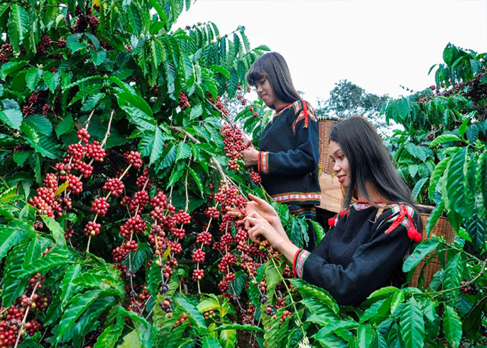 Sản xuất cây công nghiệp ở nước ta hiện nay Gallery 1
