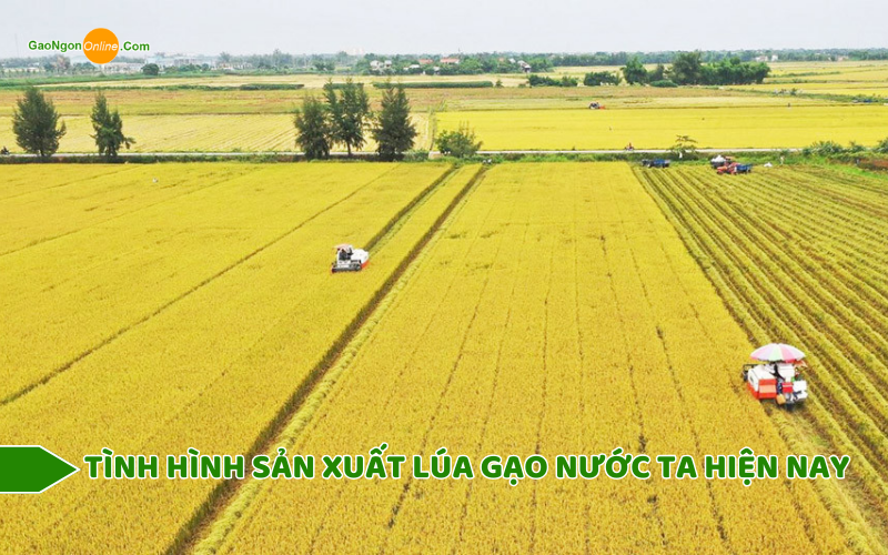 Sản xuất lúa gạo ở nước ta hiện nay Gallery 1