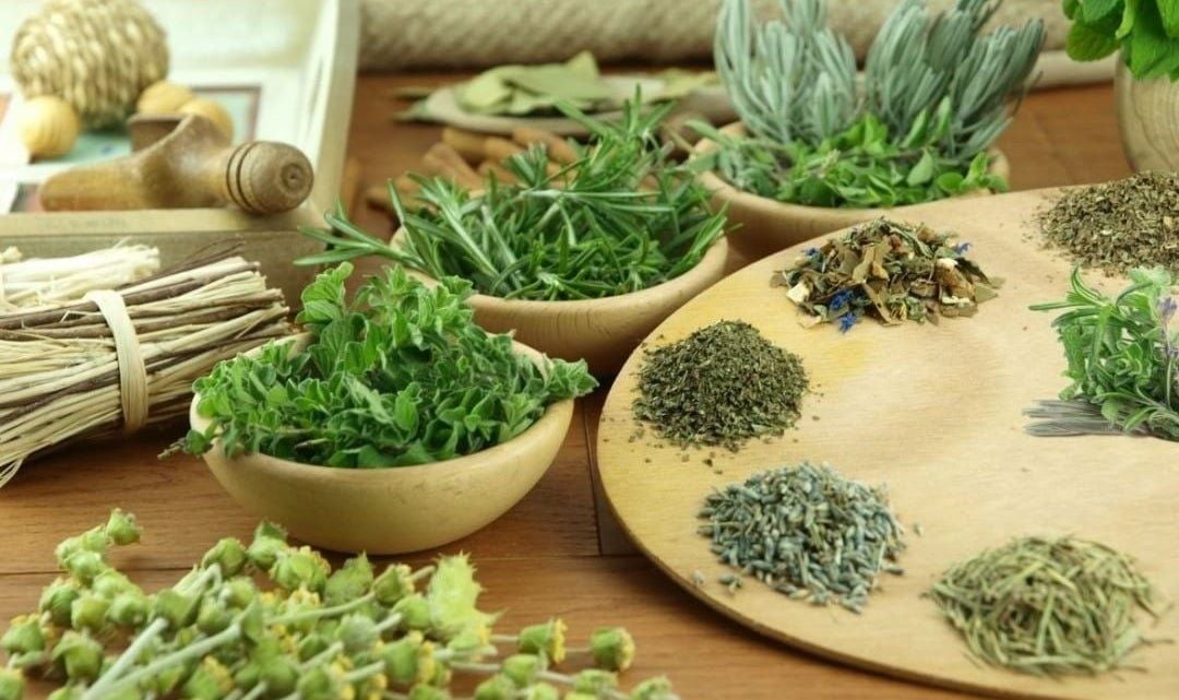 Thực Vật Làm Thuốc: Nguồn Cung Cấp Dược Liệu Thiên Nhiên