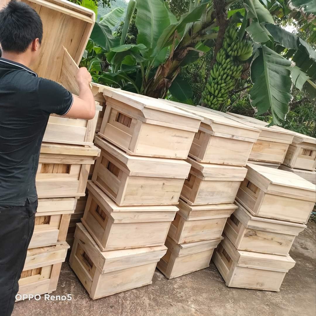 Thùng Nuôi Ong Ruồi: Hướng Dẫn Chi Tiết Từ A Đến Z