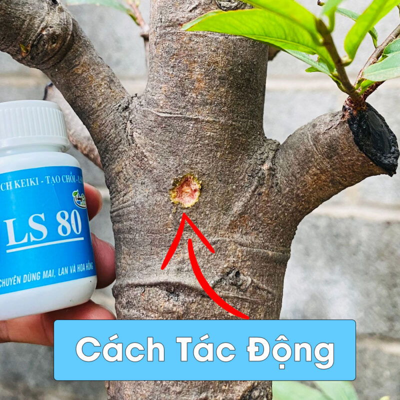 Thuốc Kích Chồi Cây Mai - Bí quyết cho mùa mai nở rộ
