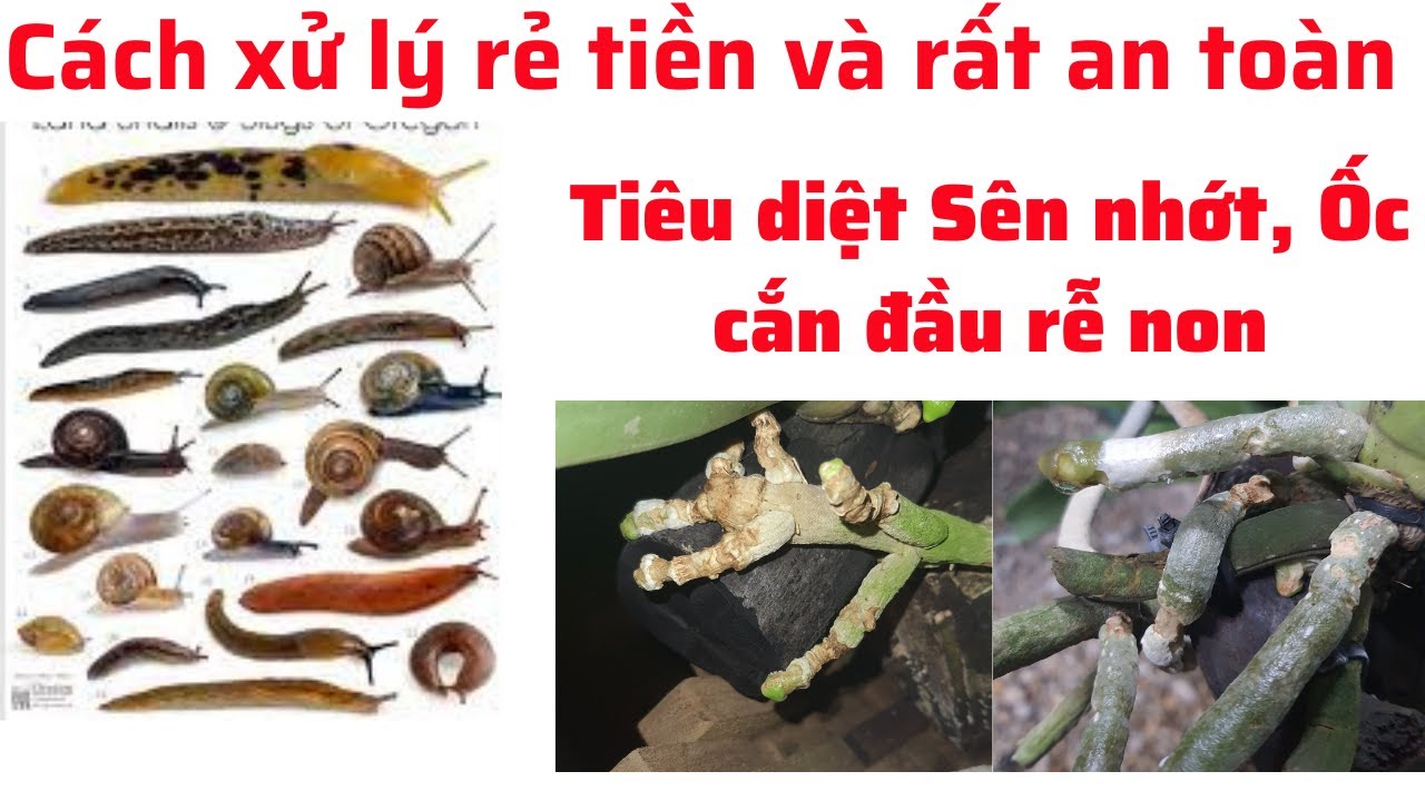 Cách Diệt Con Sên Trần Hiệu Quả Gallery 1