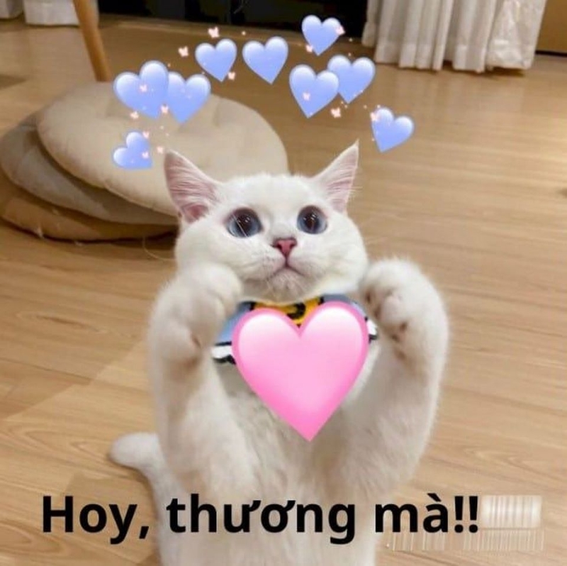 Thương Thương Meme: Nguồn Gốc, Ý Nghĩa và Sự Phát Triển