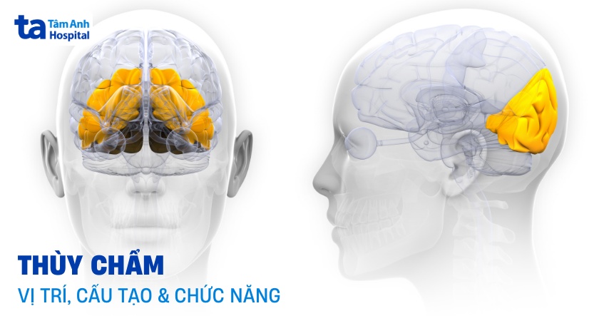 Thuỳ Trán Là Gì?