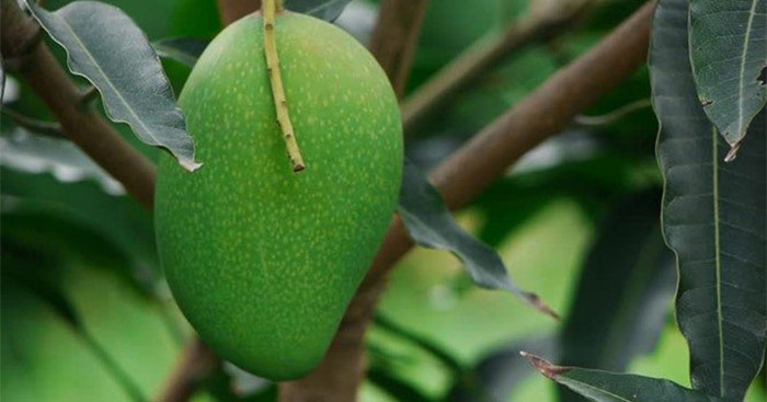 Thuyết minh về cây xoài lớp 8