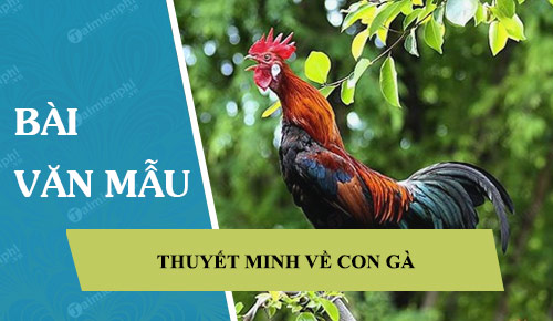 Thuyết minh về con gà