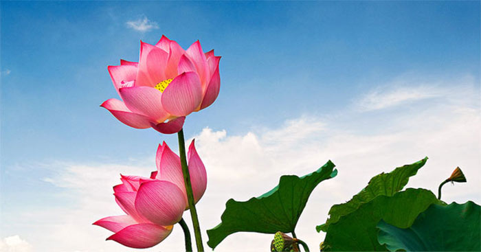 Thuyết minh về hoa sen lớp 8