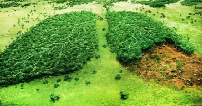Thuyết trình về nạn phá rừng