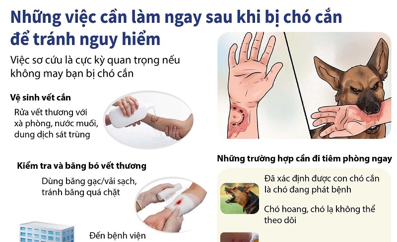 Tiêm chó cắn mấy mũi?