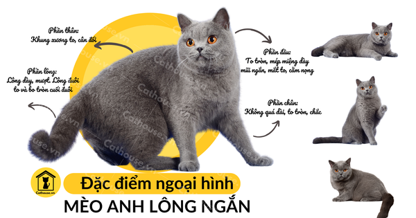 Tiên Official | Ghép các chi tiết mèo lông xám lại cùng nhau
