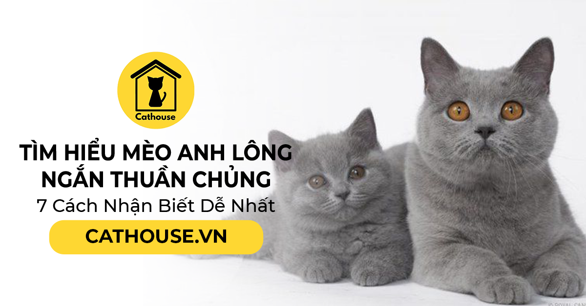 Tiên Official | Ghép các chi tiết mèo lông xám lại cùng nhau Gallery 2