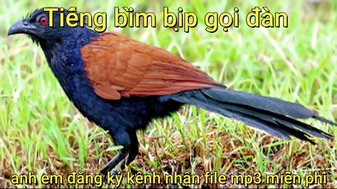 Tiếng Bìm Bịp Gọi Bầy