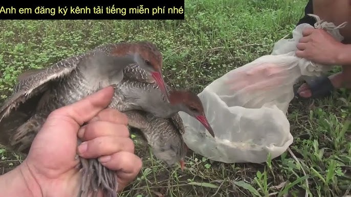 Tiếng Chằng Nghịch Đánh Đêm Là Gì?