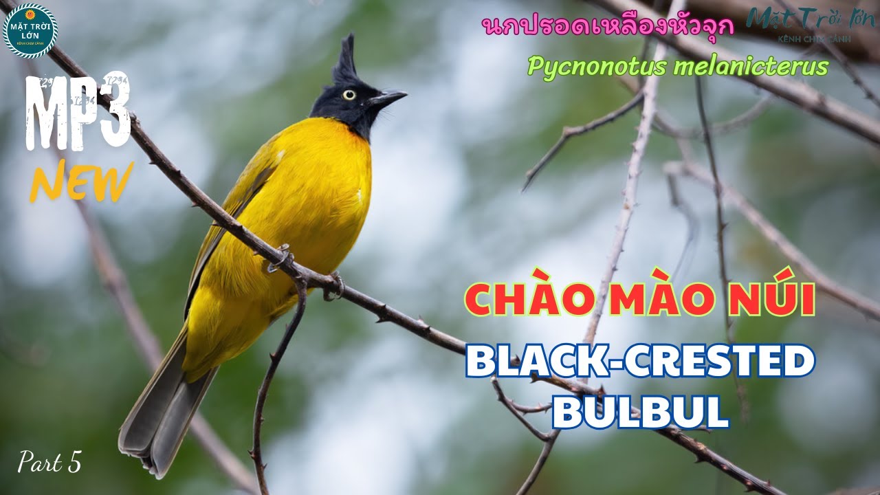 Tiếng Chào Mào Vàng
