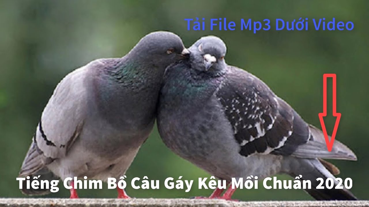 Tiếng Chim Bồ Câu: Ý Nghĩa, Âm Thanh Và Sự Thú Vị