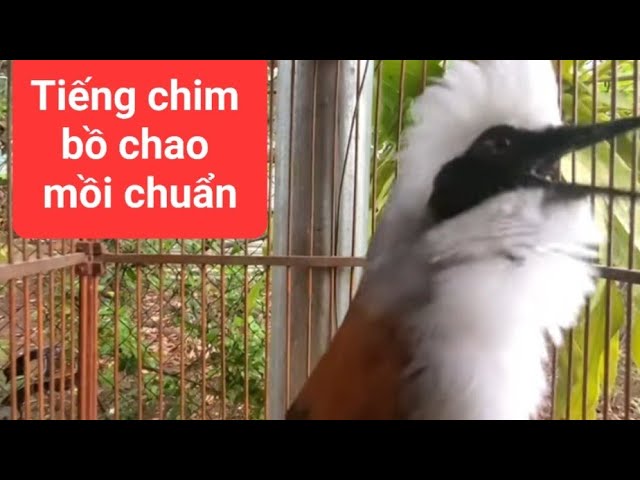 Tiếng Chim Bồ Chao Hót