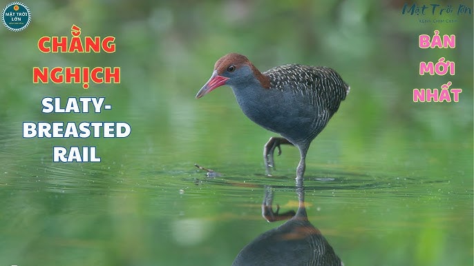 Tiếng Chim Chằng Nghịch: Bí Ẩn Và Ý Nghĩa