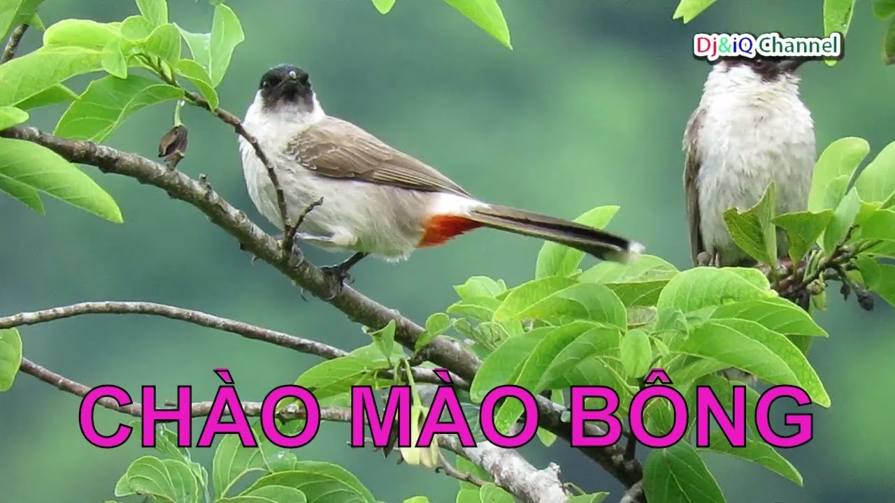 Tiếng Chim Chào Mào Bông