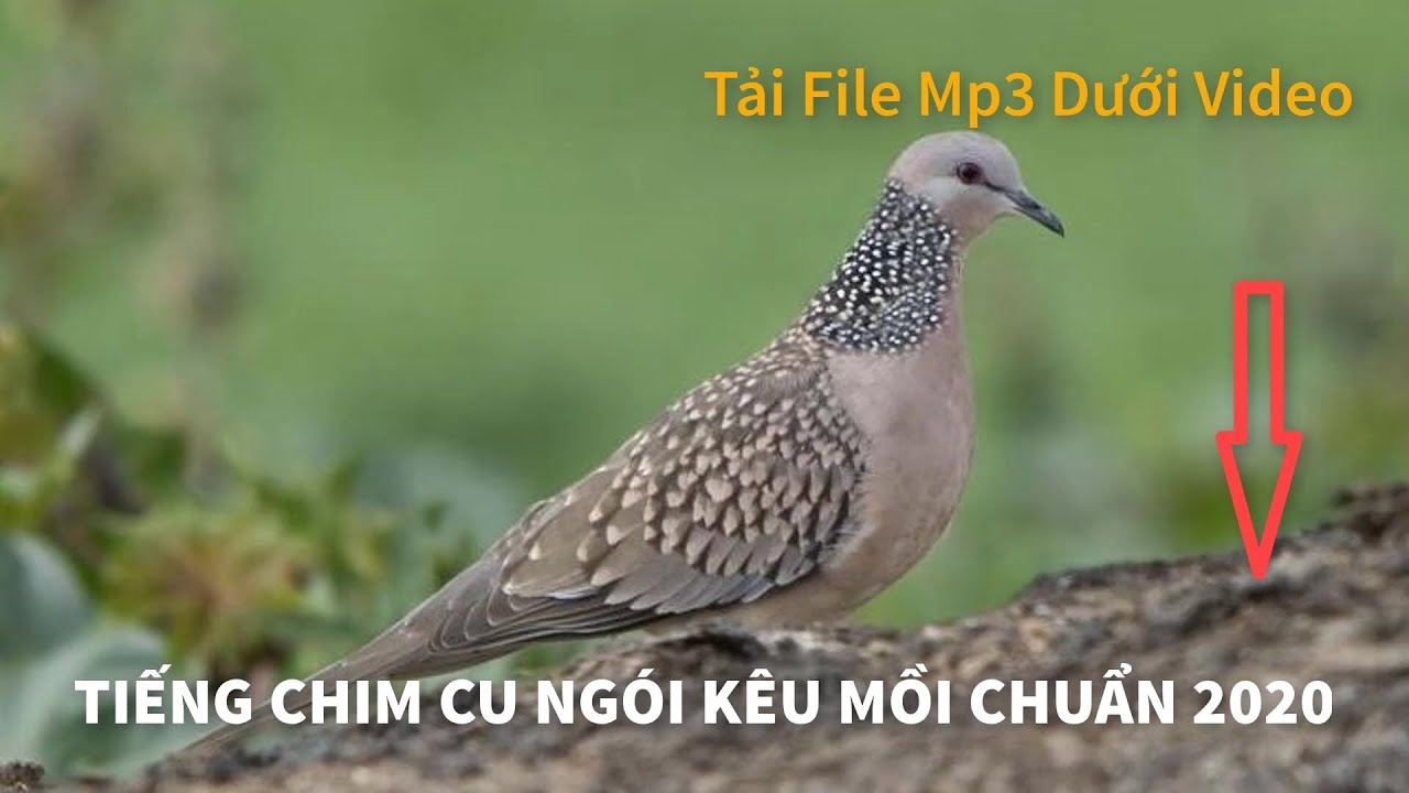 Tiếng Chim Cu Gói: Đặc Điểm, Ý Nghĩa Và Sự Thú Vị