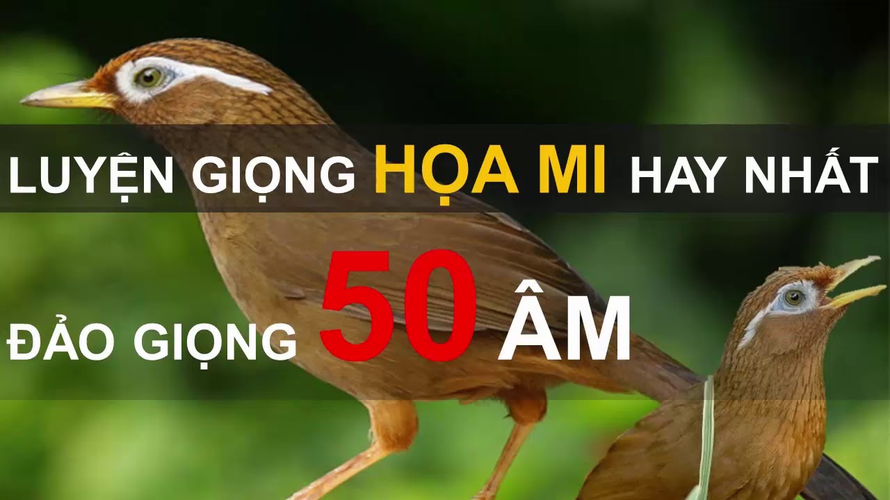 Tiếng Chim Họa Mi: Âm Thanh Thiên Nhiên Tuyệt Vời