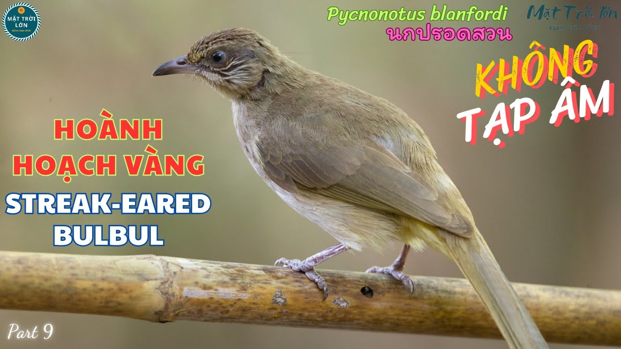 Tiếng Chim Hoạch Vàng