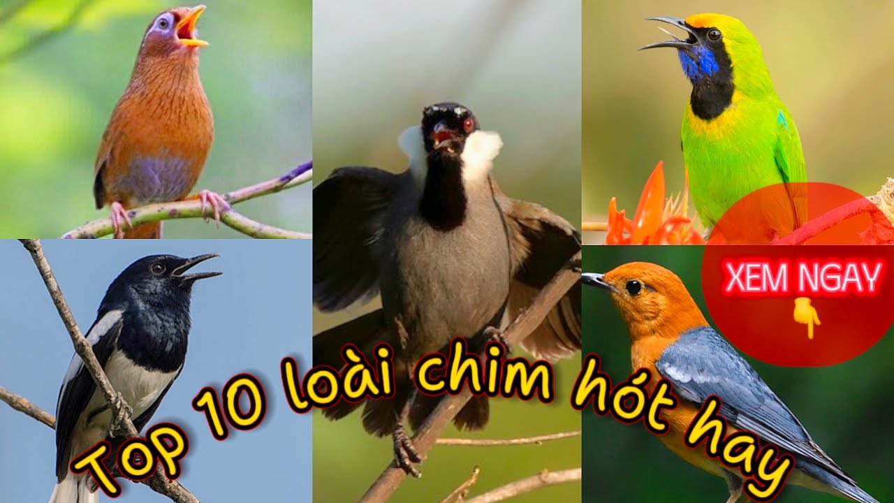 Tiếng Chim Hót Hay Nhất