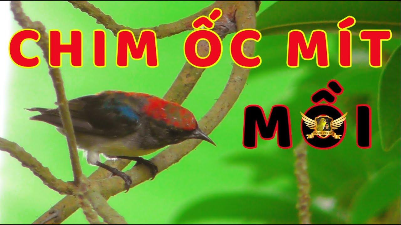 Tiếng Chim Ốc Mít Mồi