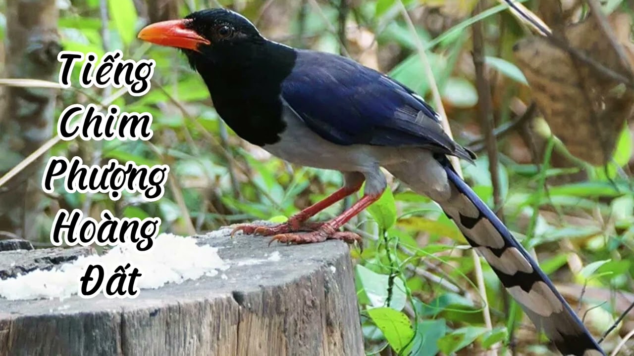 Tiếng Chim Phượng Hoàng Đất: Bí Ẩn Và Sự Thật