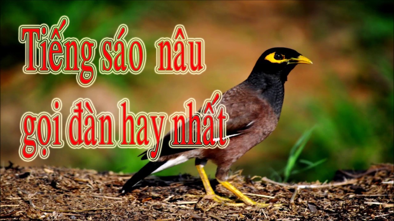 Tiếng Chim Sáo Gọi Bầy