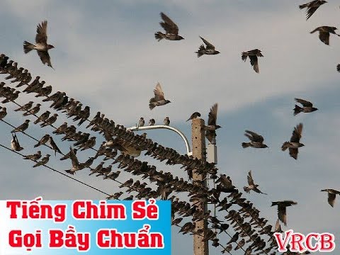 Tiếng Chim Sẻ Gọi Bầy