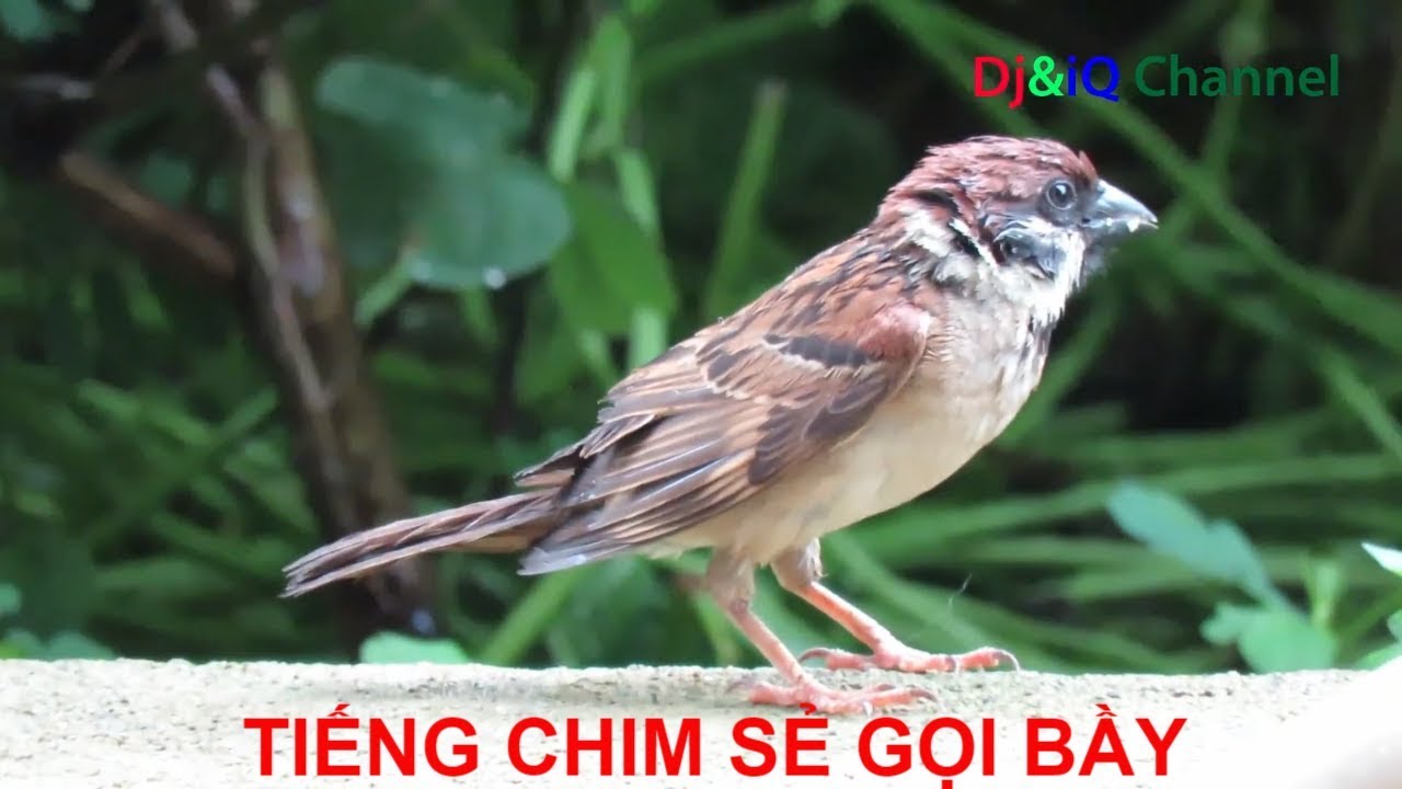 Tiếng Chim Se Sẻ: Đặc Điểm, Ý Nghĩa Và Những Điều Thú Vị