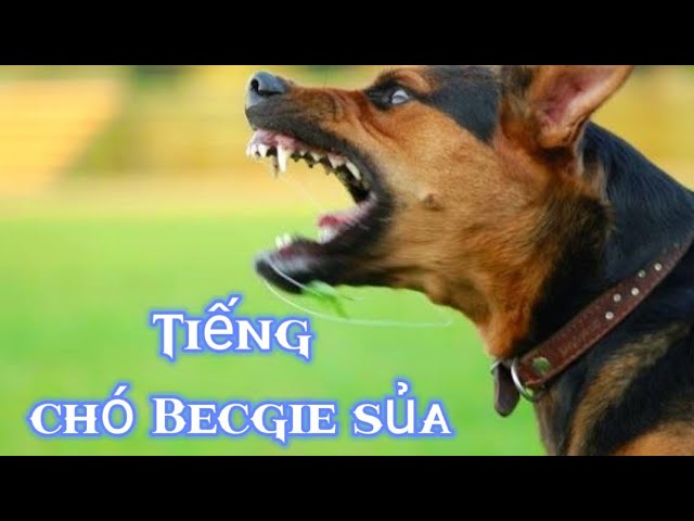 Tiếng Chó Becgie Sủa: Giải Mã Ngôn Ngữ Của Chú Chó Trung Thành