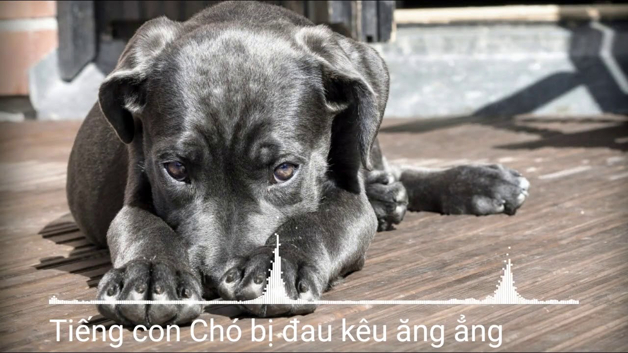 Tiếng Chó Kêu ẳng ẳng: Nguyên Nhân, Giải Pháp và Điều Cần Biết